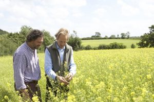 Guy with David in mustard field